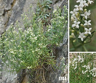 <i>Asperula albiflora</i> Species of plant in the family Rubiaceae