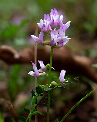 <i>Astragalus distortus</i> Species of legume