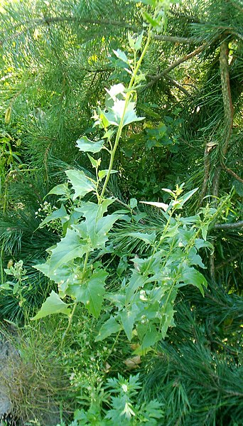 File:Atriplex nitens1pl.jpg