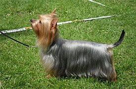 Blu Australian Silky Terrier