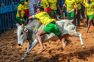 Jallikattu at Avaniyapuram, Madurai.