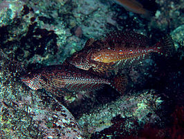 Pseudoblennius marmoratus