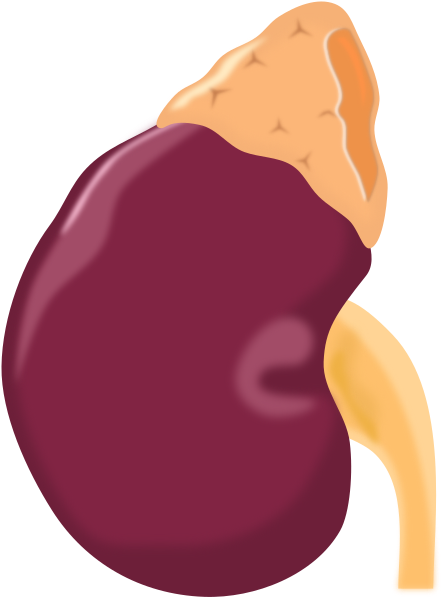 File:Azex - Kidney.svg