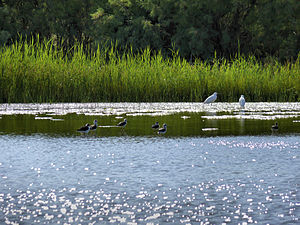 Azraq reserve, Jordan.jpg