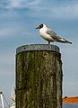 Möve im Büsumer Hafen