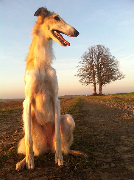 Borzoi