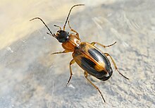 Badister unipustulatus Badister unipustulatus (2010-04-28) 03.jpg