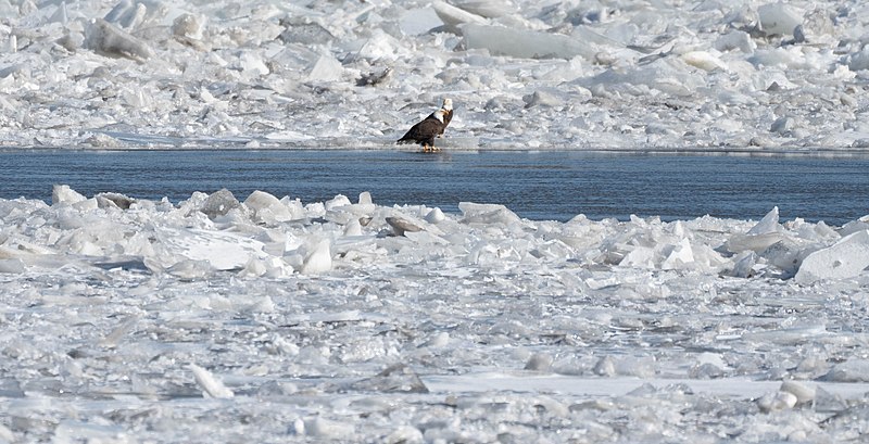 File:Bald Eagles Migrating On The Hudson River In Newburgh, New York (51866906167).jpg