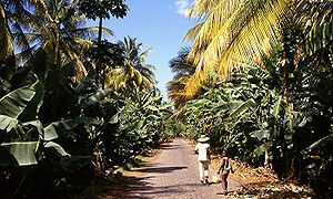 Banana plantation in Sao Domingos.jpg