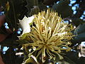 Banksia ilicifolia, floración inusualmente amarilla (luego antesis), Albany