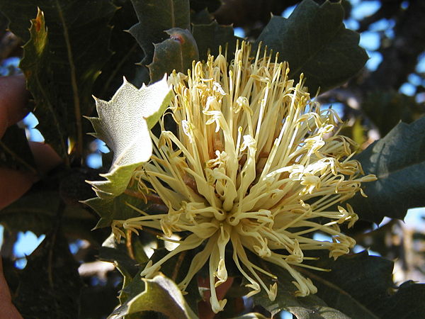 Banksia ilicifolia, unusual all-yellow flowers (after anthesis), near Albany