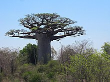 Baobabs in the Madagascar spiny thickets may have once relied on Pachylemur to distribute its large seeds. Baobab 04.jpg