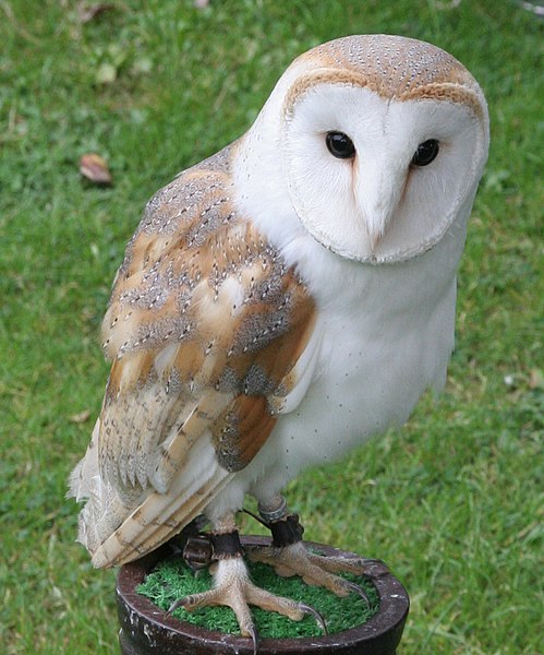 File:Barn Owl (2695346543).jpg