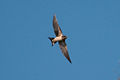 Hirundo rustica rustica