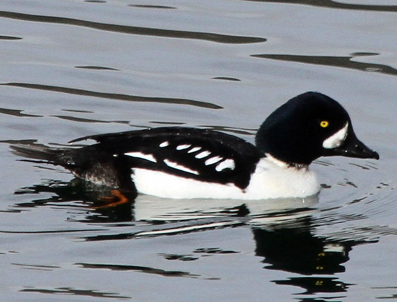 File:Barrow's Goldeneye - Flickr - GregTheBusker (cropped).jpg