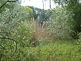 Català: Bassa del Prat de Llobregat (Baix Llobregat) (El Prat de Llobregat). Graveres, argileres i similars. This is a a photo of a wetland in Catalonia, Spain, with id: IZHC-08001106 Object location 41° 19′ 59.16″ N, 2° 05′ 06″ E  View all coordinates using: OpenStreetMap