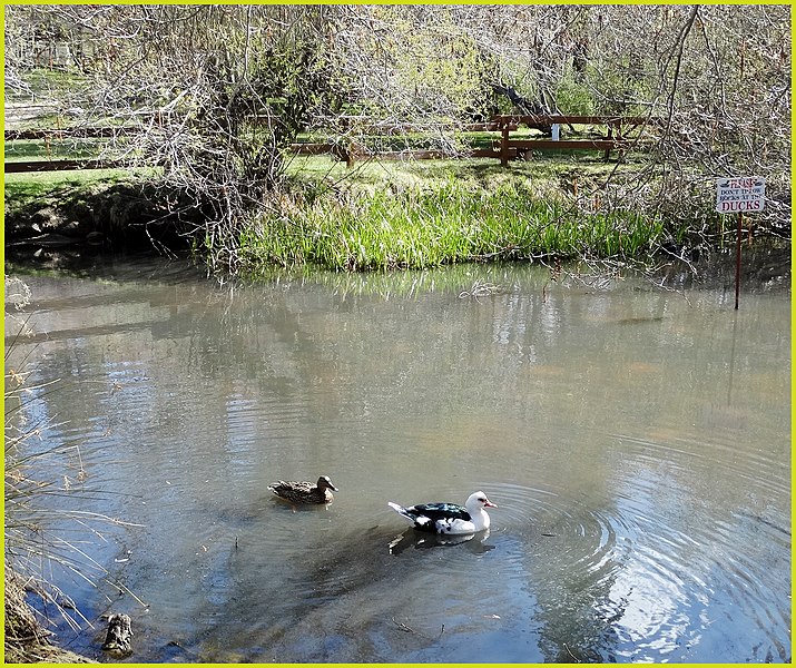 File:Be Nice to the Ducks, Pond, Seven Oaks 4-5-14 (13738683415).jpg