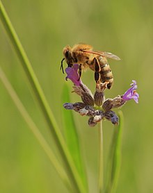 Western honey bee on a lavender blossom Bee on Lavender Blossom 2.jpg