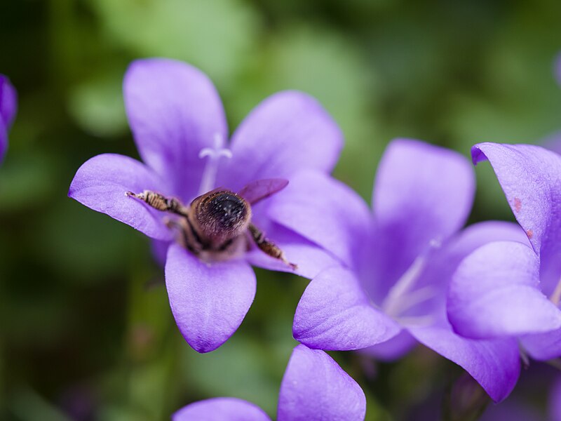 File:Bee on purple flower (14191179230).jpg