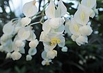 Thumbnail for Begonia undulata
