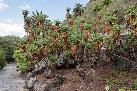 Bencomia sphaerocarpa Habitus