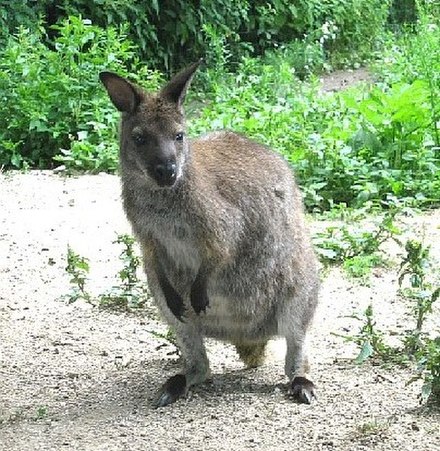 Joe Murray said that as he visited a zoo, he encountered a real-life wallaby that was "minding his own business" while elephants and monkeys "screamed