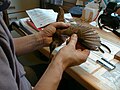 Ringing and measuring of a young water rail (Rallus aquaticus)