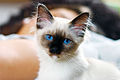 A Birman kitten with distinctive sapphire blue eyes.