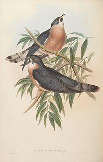 Rufous hawk-cuckoo Species of bird