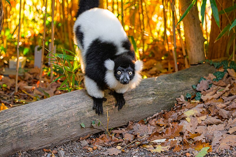 File:Black and white ruffed lemur - 52673270366.jpg