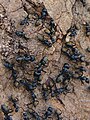Black sugar ants, Camponotus aeneopilosus.jpg