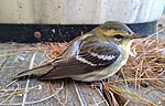 Thumbnail for File:Blackburnian warbler.jpg