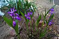 Bletilla striata