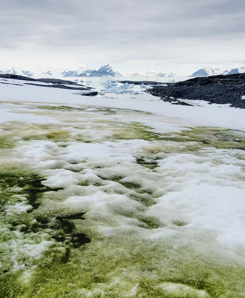 File:Bloom of snow algae on Anchorage Island, Antarctic Peninsula.webp