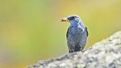 Roquero solitario