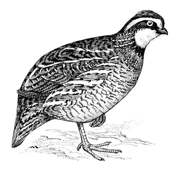 File:Bobwhite (Quail) (PSF).jpg