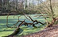 * Nomination Pond of the stream “Kalwesbach” in Bochum --Carschten 16:58, 26 December 2023 (UTC) * Promotion  Support Good quality. --Ermell 16:46, 27 December 2023 (UTC)