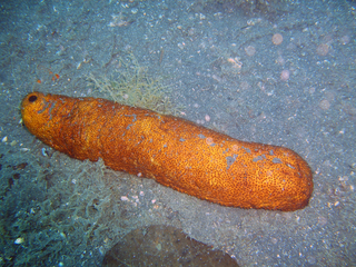 <i>Bohadschia marmorata</i> Species of sea cucumber