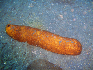 <i>Bohadschia marmorata</i> species of sea cucumber