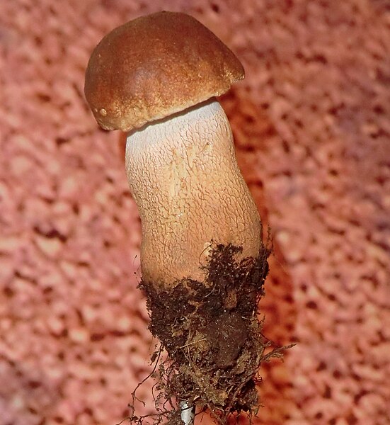 File:Boletus felleus.jpg