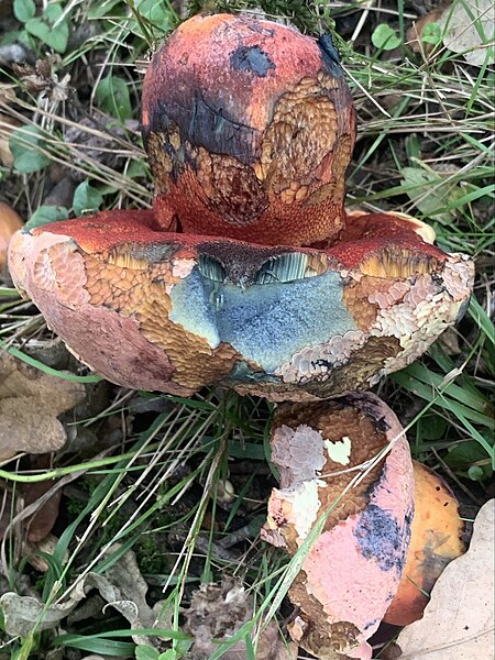 Fitxategi:Boletus rhodopurpureus 7.jpg