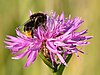 Bombus lapidarius - Centaurea jacea - Keila.jpg