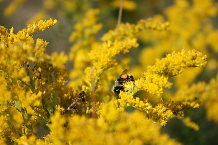 Tập_tin:Bombus_ternarius_2376.JPG