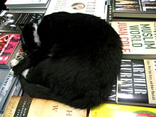Tiny, a cat that lives in the bookstore Bookish Cat (3557199584).jpg