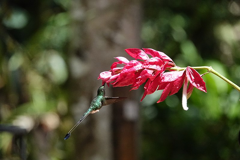 File:Booted racket-tail (47776847572).jpg