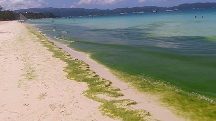 Algal bloom caused by raw sewage entering the ocean around Boracay