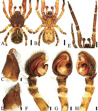 <i>Borboropactus</i> Genus of spiders