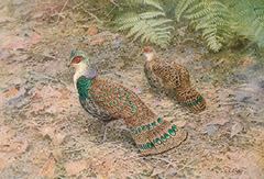 Bornean Peacock Pheasant by George Edward Lodge.png