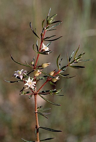 <i>Boronia jucunda</i> Species of flowering plant