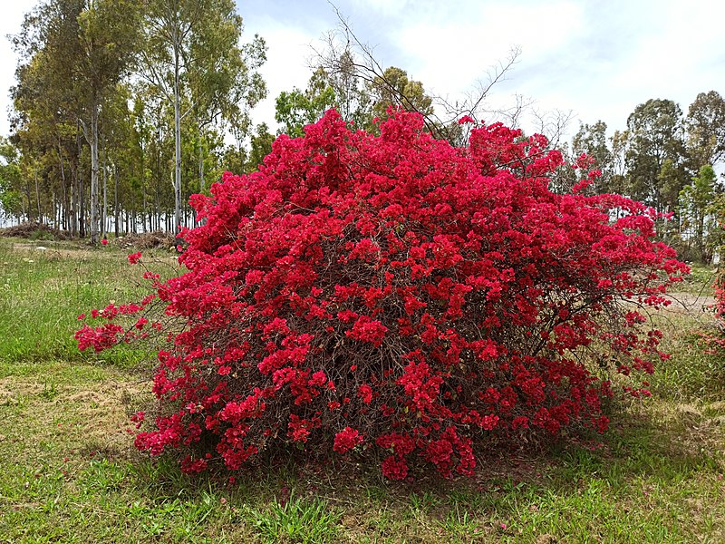 File:Boungainvillea bush in Israel.jpg